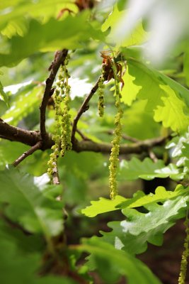Quercus macranthera - dub velkokvětý - květenství 1